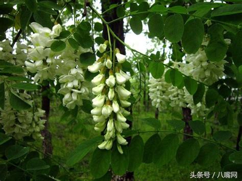 槐樹開花|槐花什麼季節開花？開多久？能吃嗎？